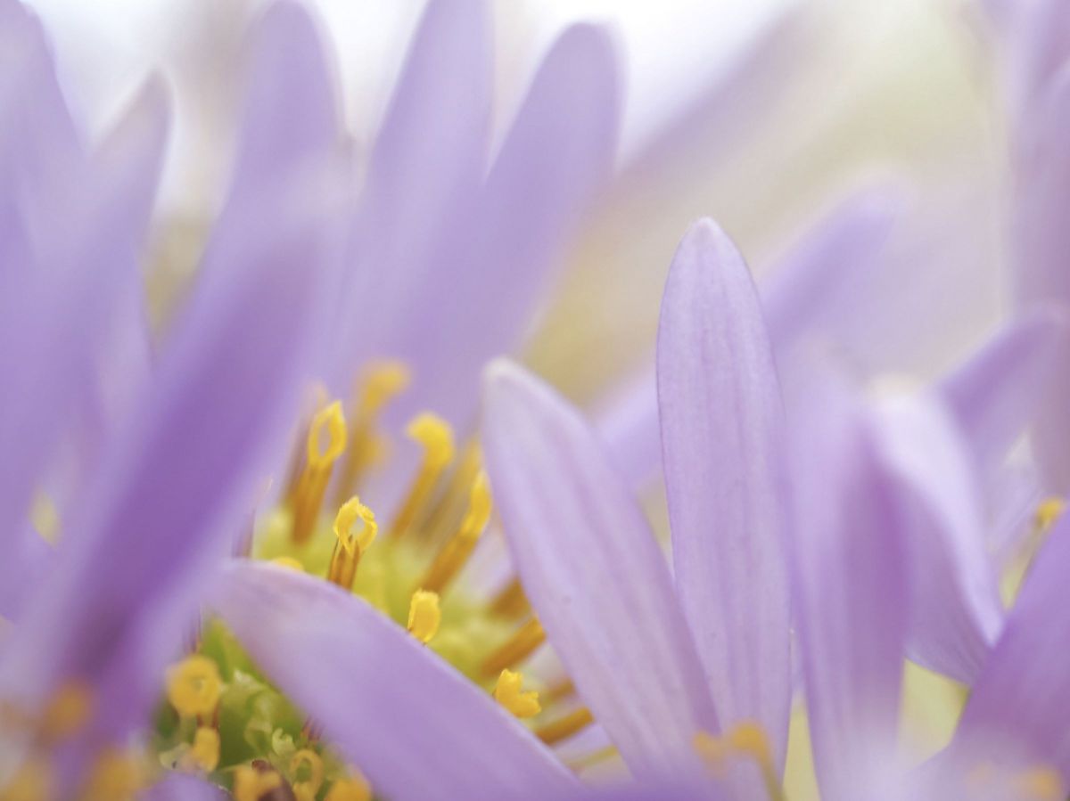 M.ZUIKO DIGITAL ED 60mm F2.8 Macroで撮影された写真 | 写真検索 | GANREF