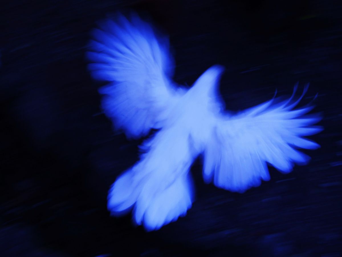 伊勢神宮のニワトリ様 動物 鳥類 Ganref