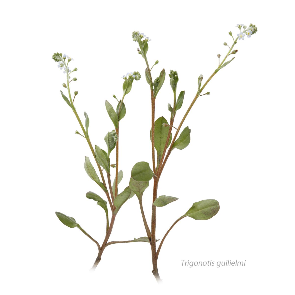 キュウリグサ 植物 花 花びら Ganref