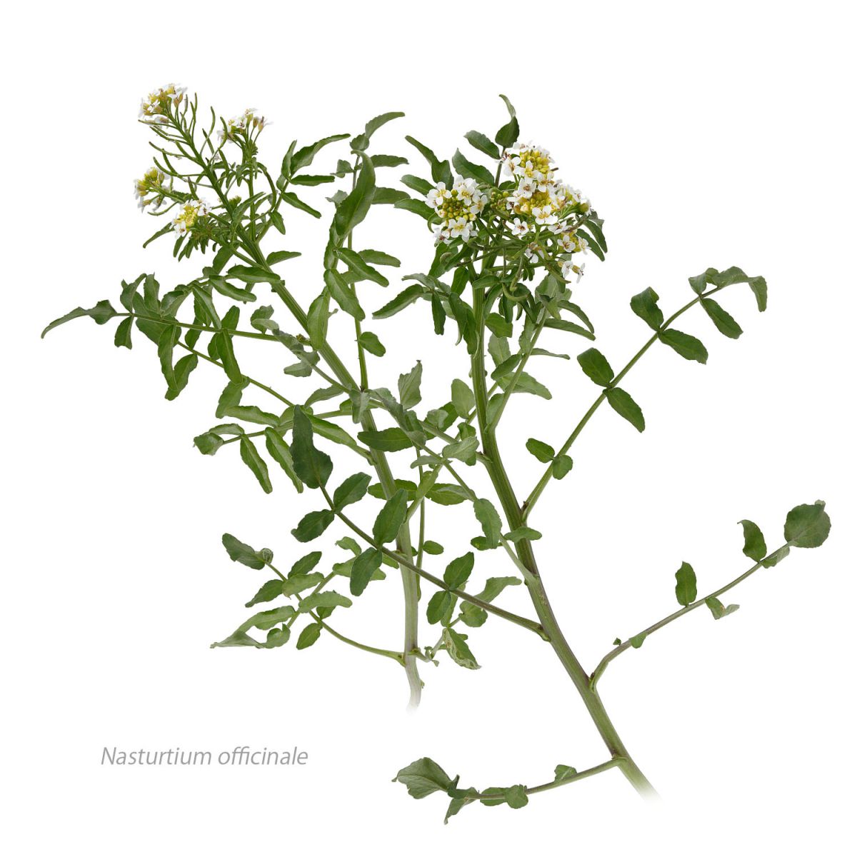 クレソン 植物 花 花びら Ganref