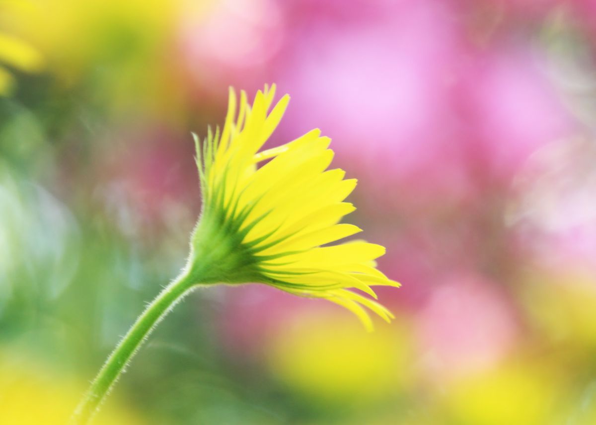 振り向けば愛 植物 花 花びら Ganref