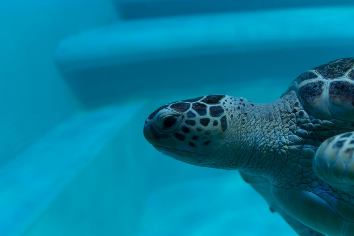 ぬんっ 動物 その他の海の生物 Ganref