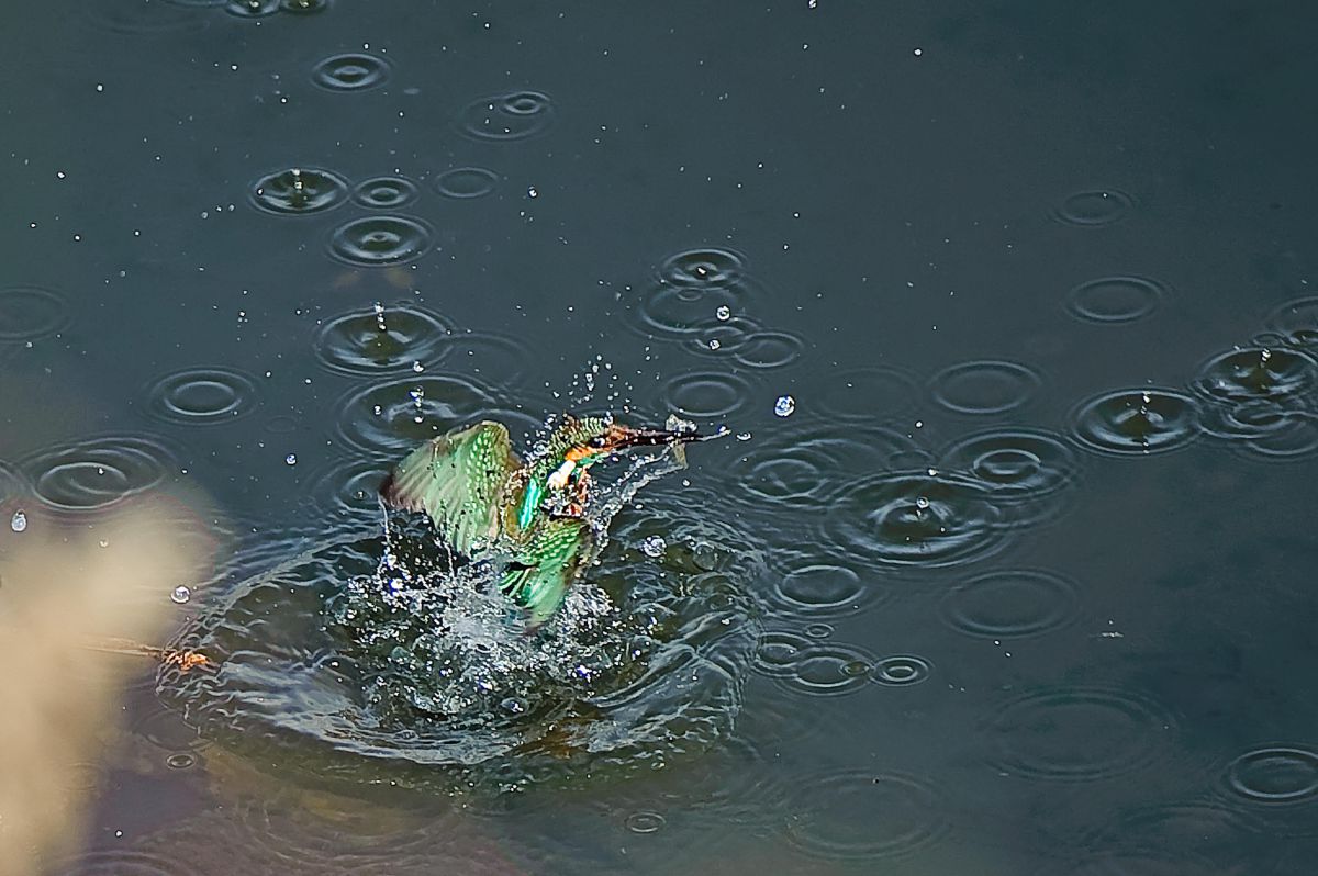 ウォータークラウン 動物 鳥類 Ganref