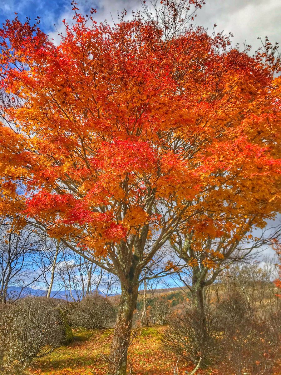 Beautiful autumn | GANREF