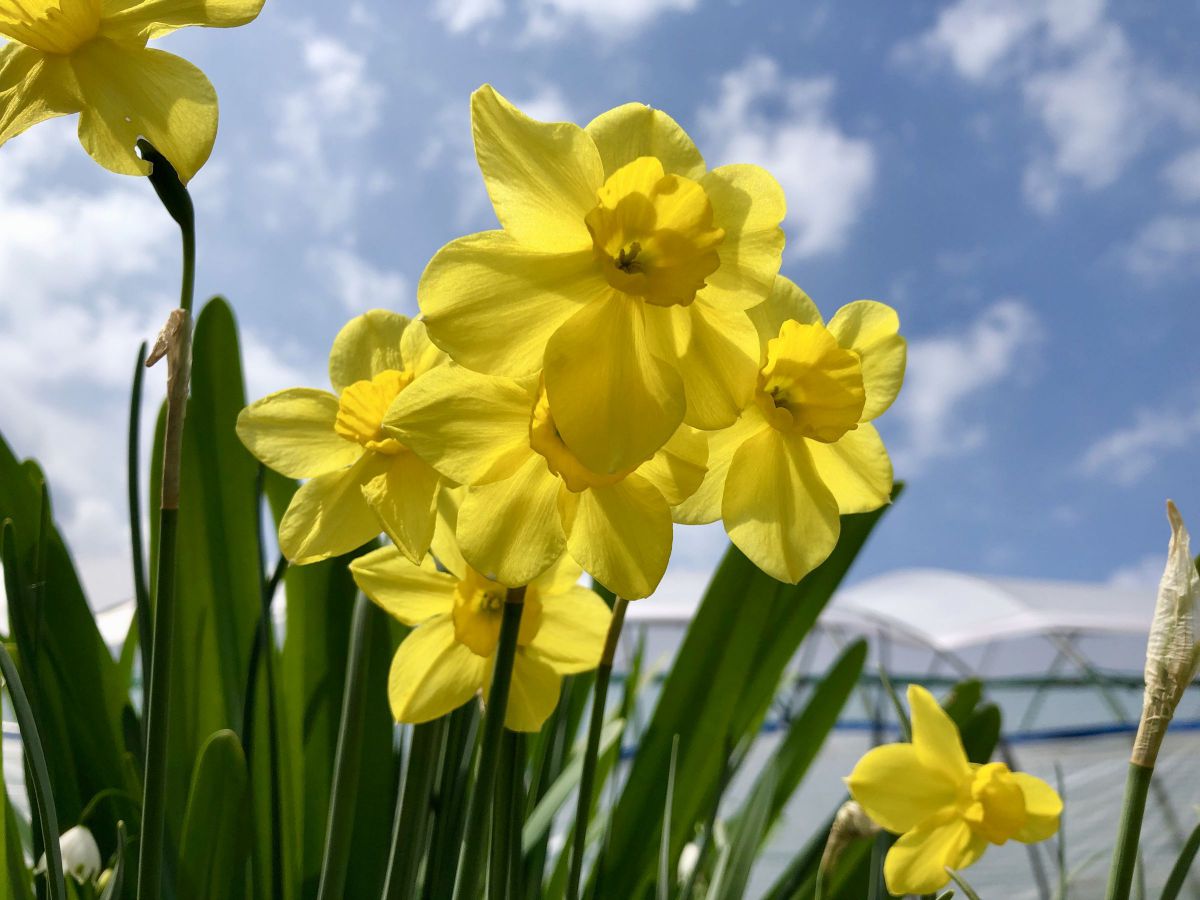 intense yellow | GANREF