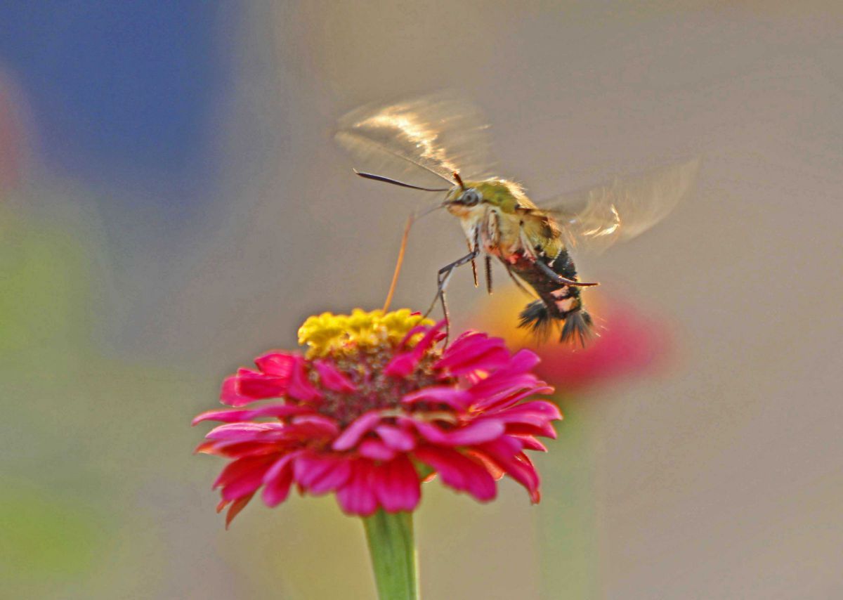 ホバリング 動物 虫 昆虫 Ganref