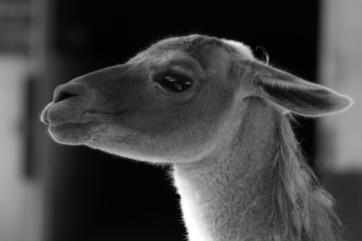 くりっとした目の女の子 動物 その他の陸の生物 Ganref