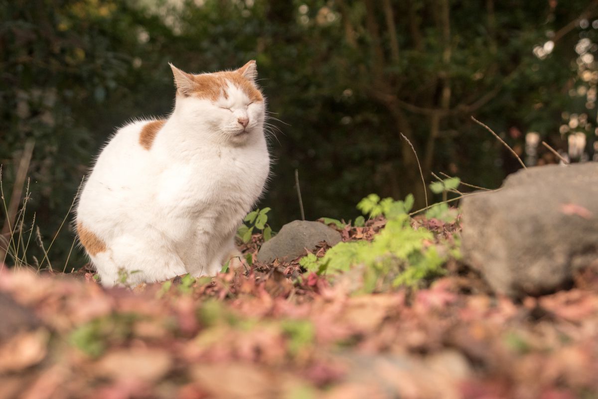 W ｽﾔｧ 動物 猫 Ganref