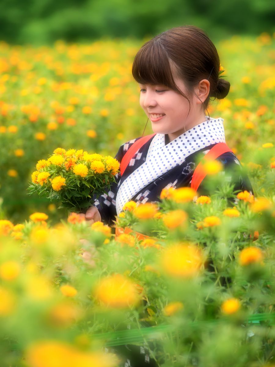 紅花摘み 人物 女性 Ganref