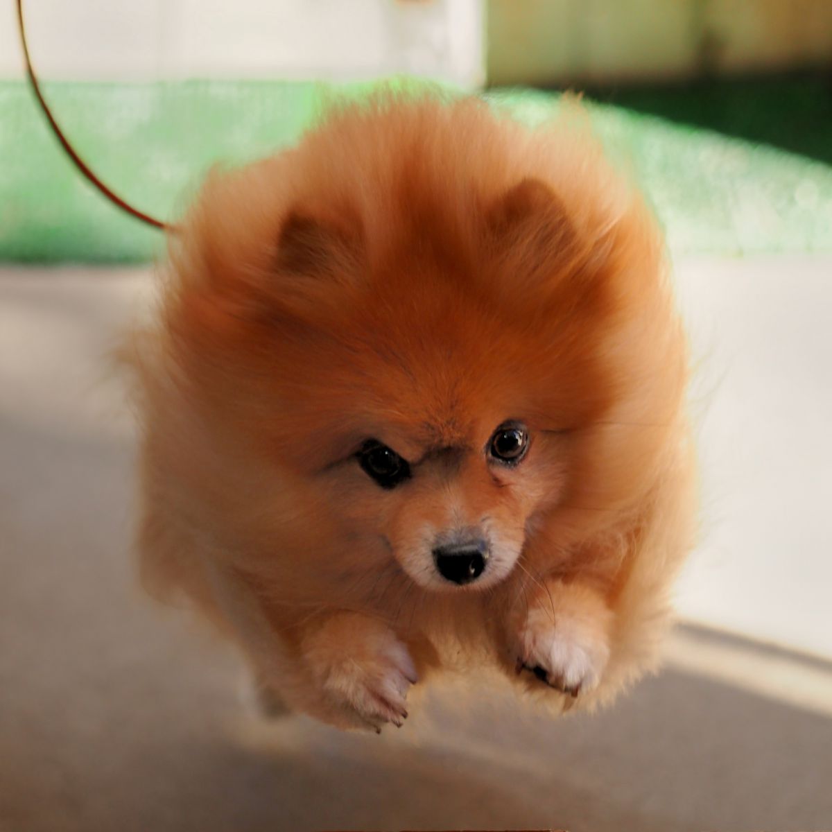 猪突猛進 動物 犬 Ganref