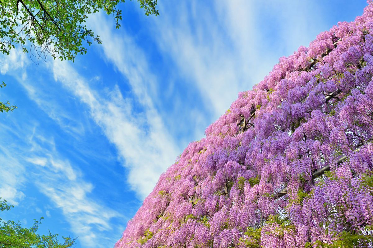 NIKKOR Z 14-24mm f/2.8 Sで撮影された写真 | 写真検索 | GANREF