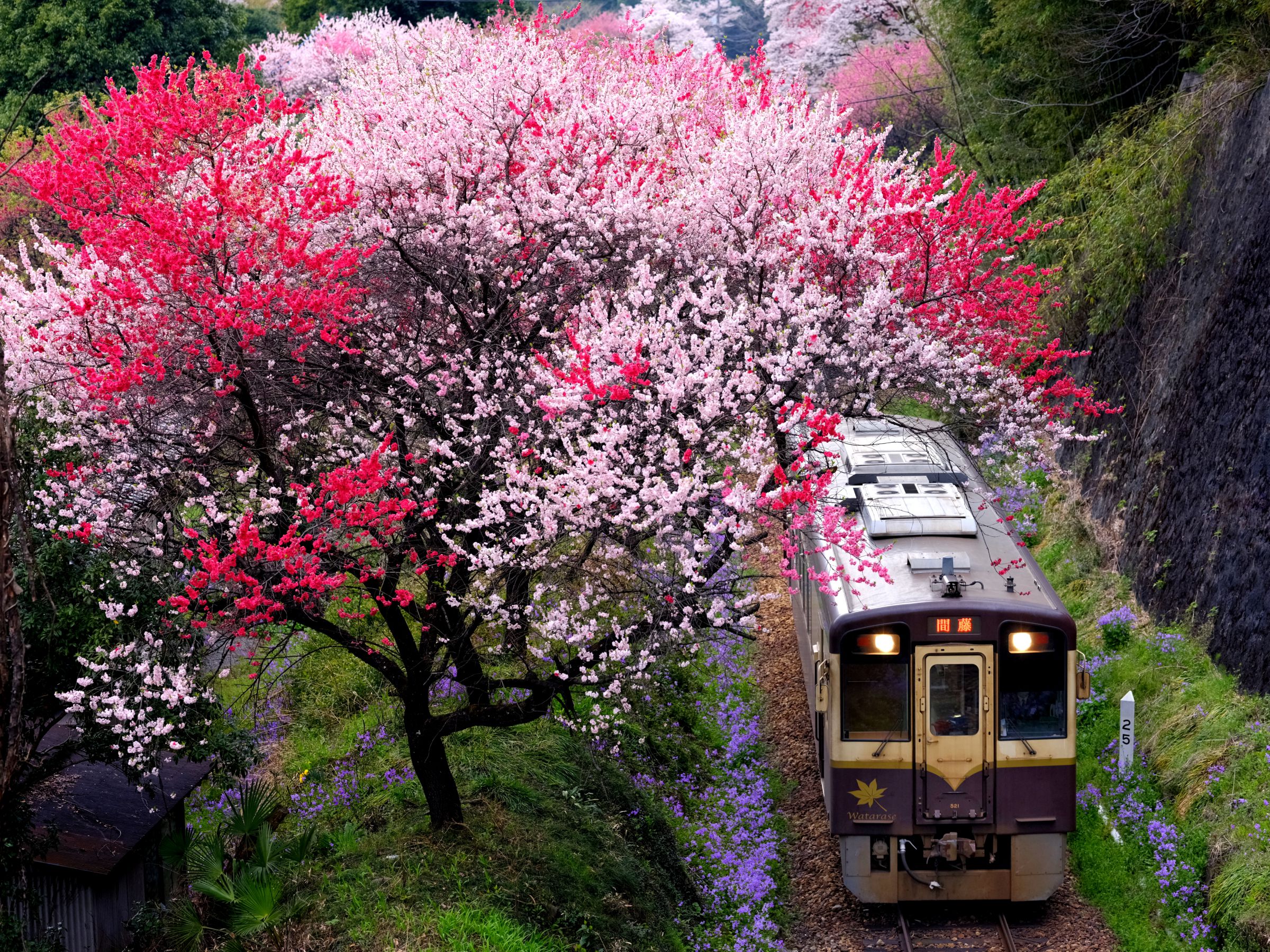花桃トンネル | GANREF