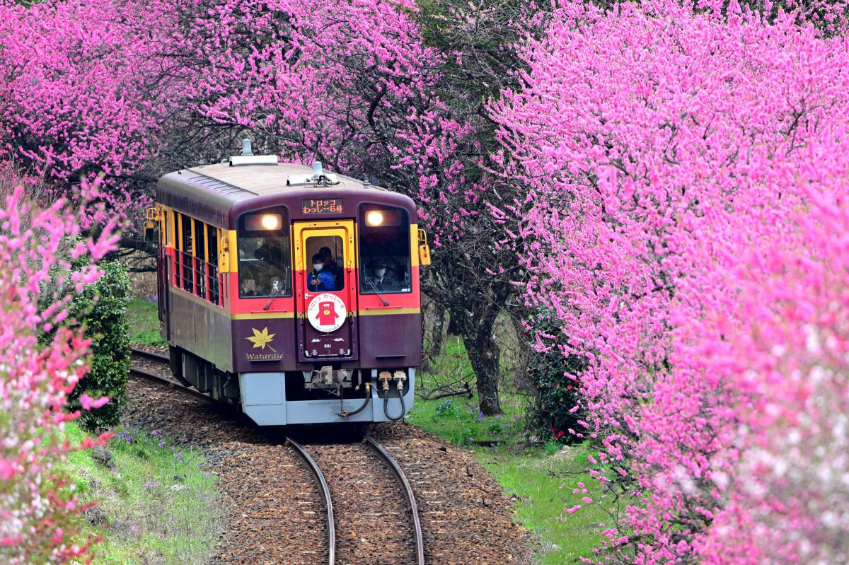 NIKKOR Z 800mm f/6.3 VR Sで撮影された写真 | 写真検索 | GANREF