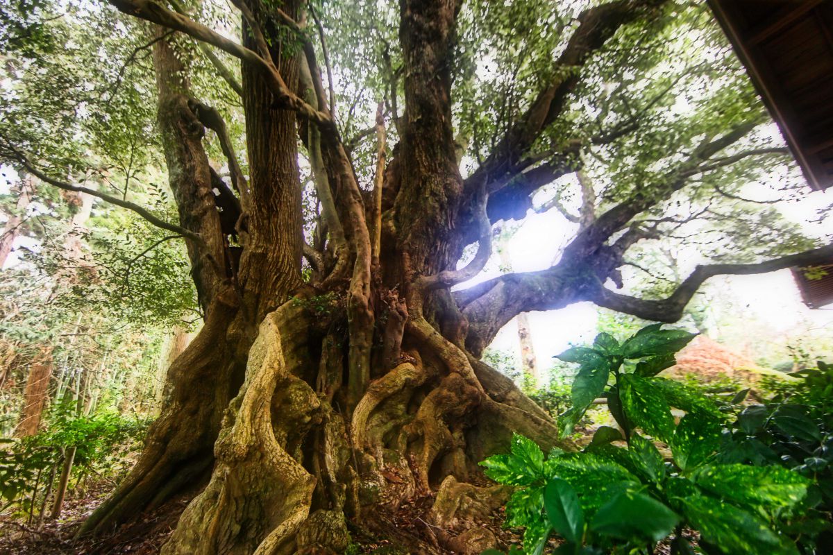 安久山の大シイ 植物 樹木 Ganref