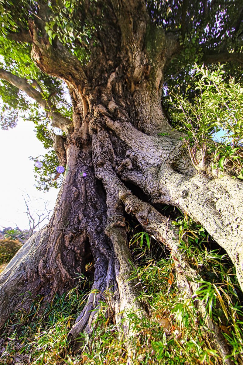 澳津説神社のシイ 植物 樹木 Ganref