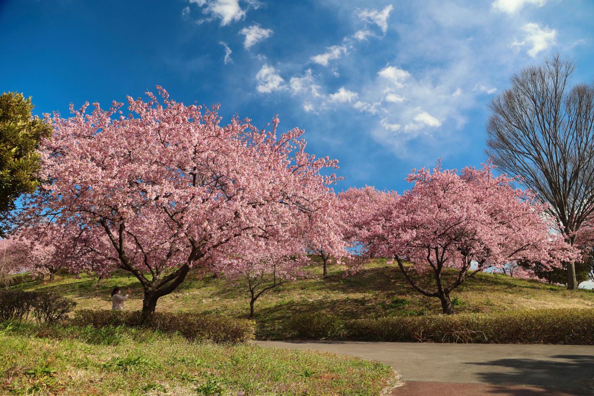 榛 の 森 公園(02)