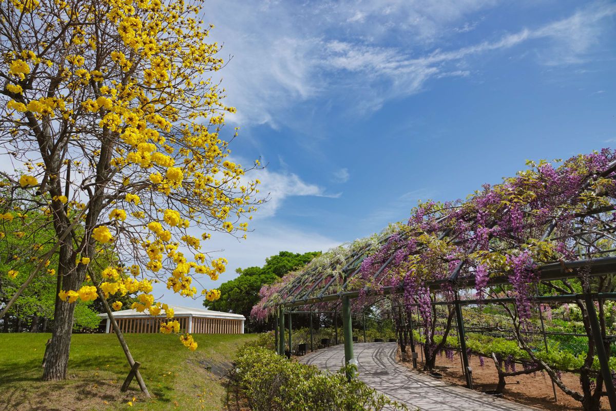 【中古】 イペーの花咲く地から ブラジル日系人の生きた記録 １/一粒社（和光） 中古】 イペーの花咲く地から ブラジル日系人の生きた記録 1/一