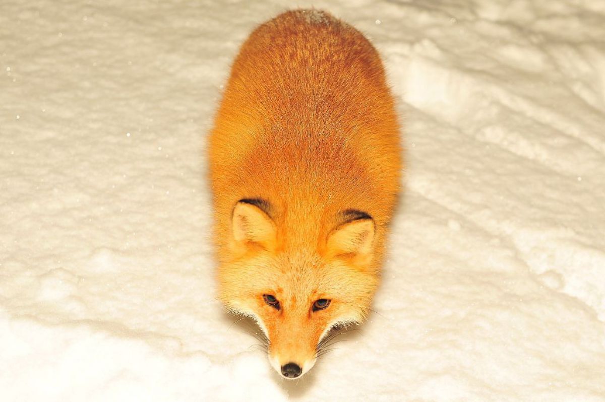 ツチノコキツネ Tsuki 動物 その他の陸の生物 Ganref