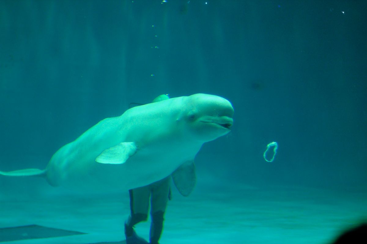 バブルリング 動物 その他の海の生物 Ganref