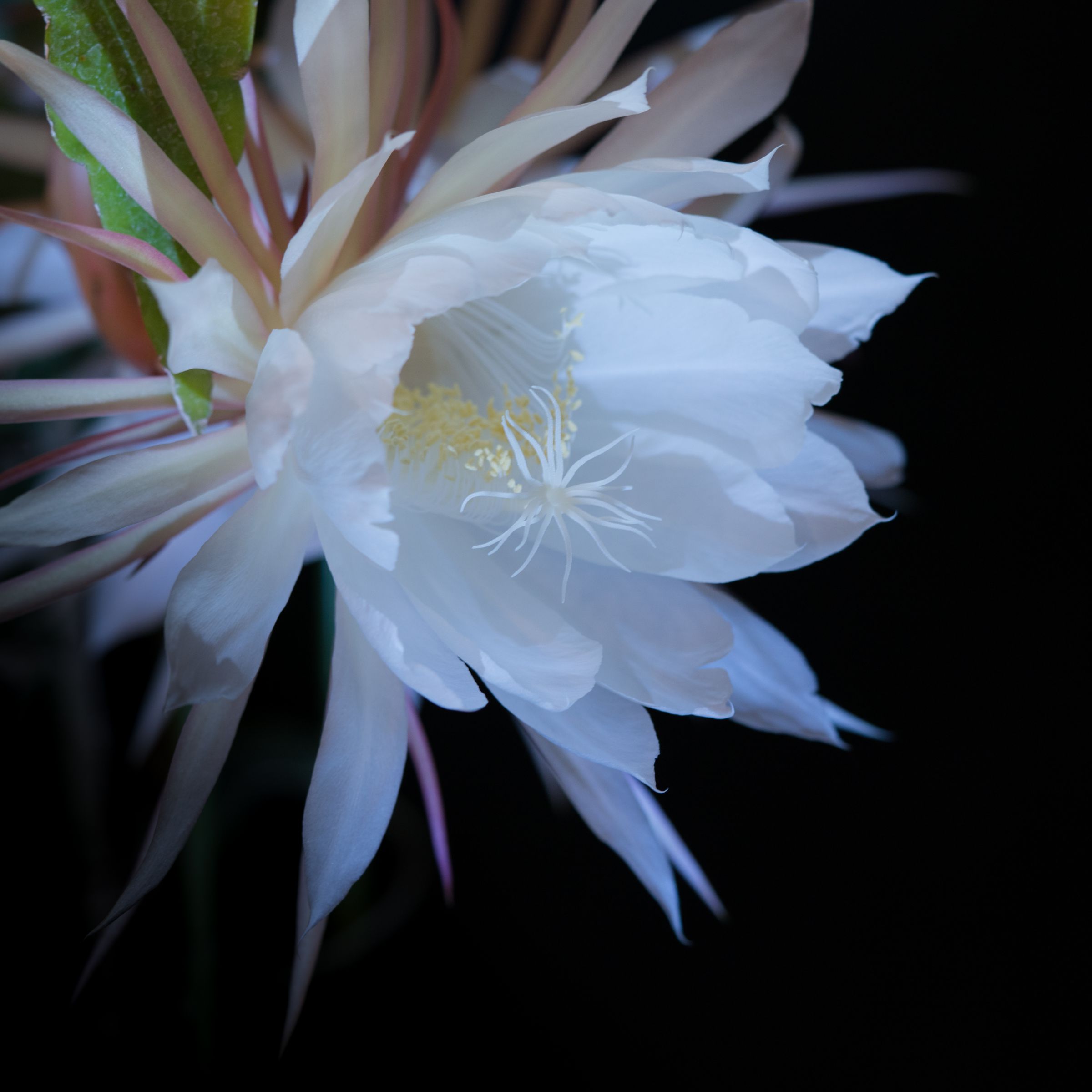 Queen of the Night | GANREF