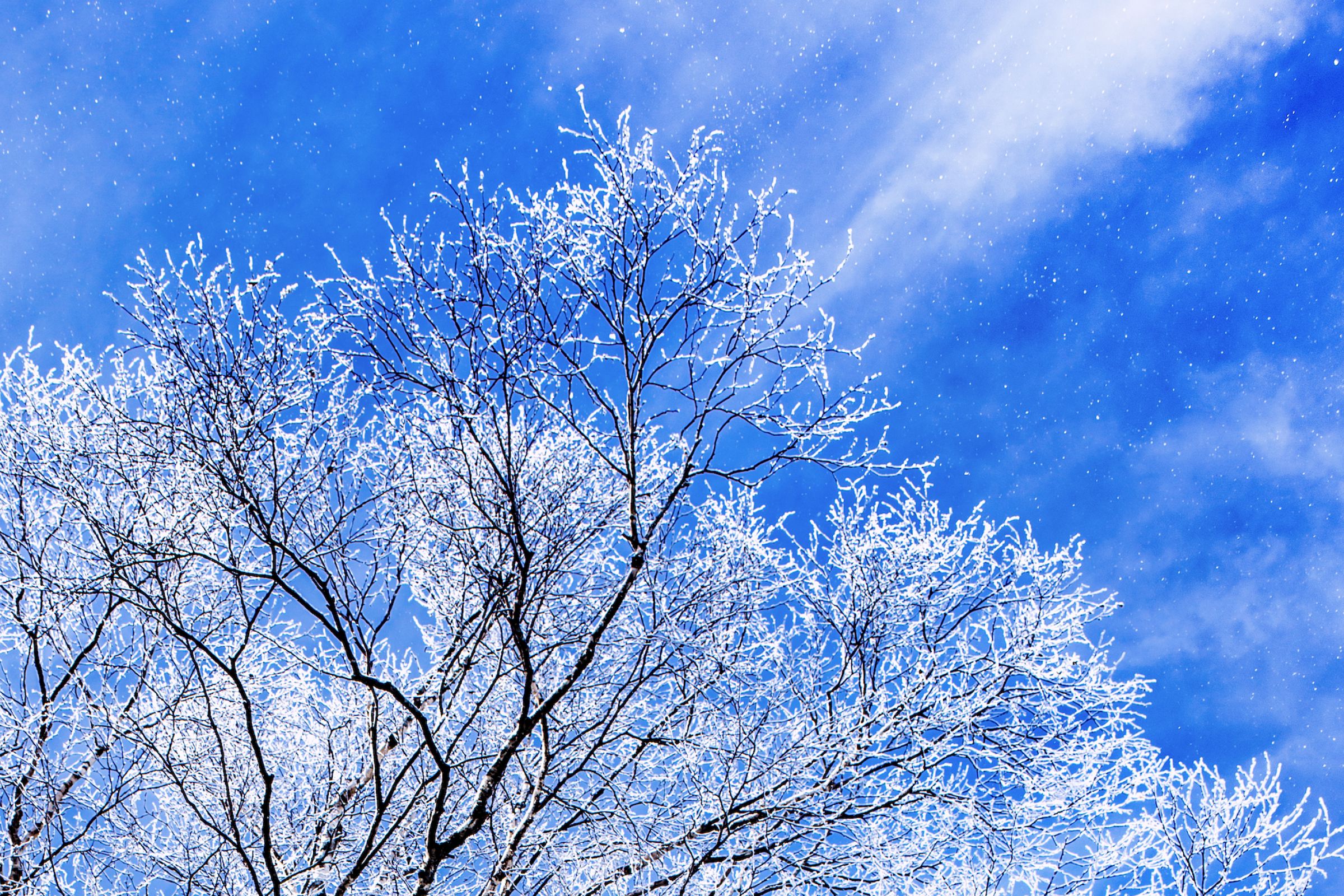 ダイヤモンドダスト | GANREF