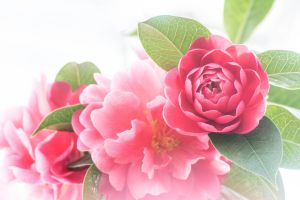 唐錦　椿 ツバキ（椿）：唐錦（カラニシキ）4.5号ポット の通販 | 園芸ネット