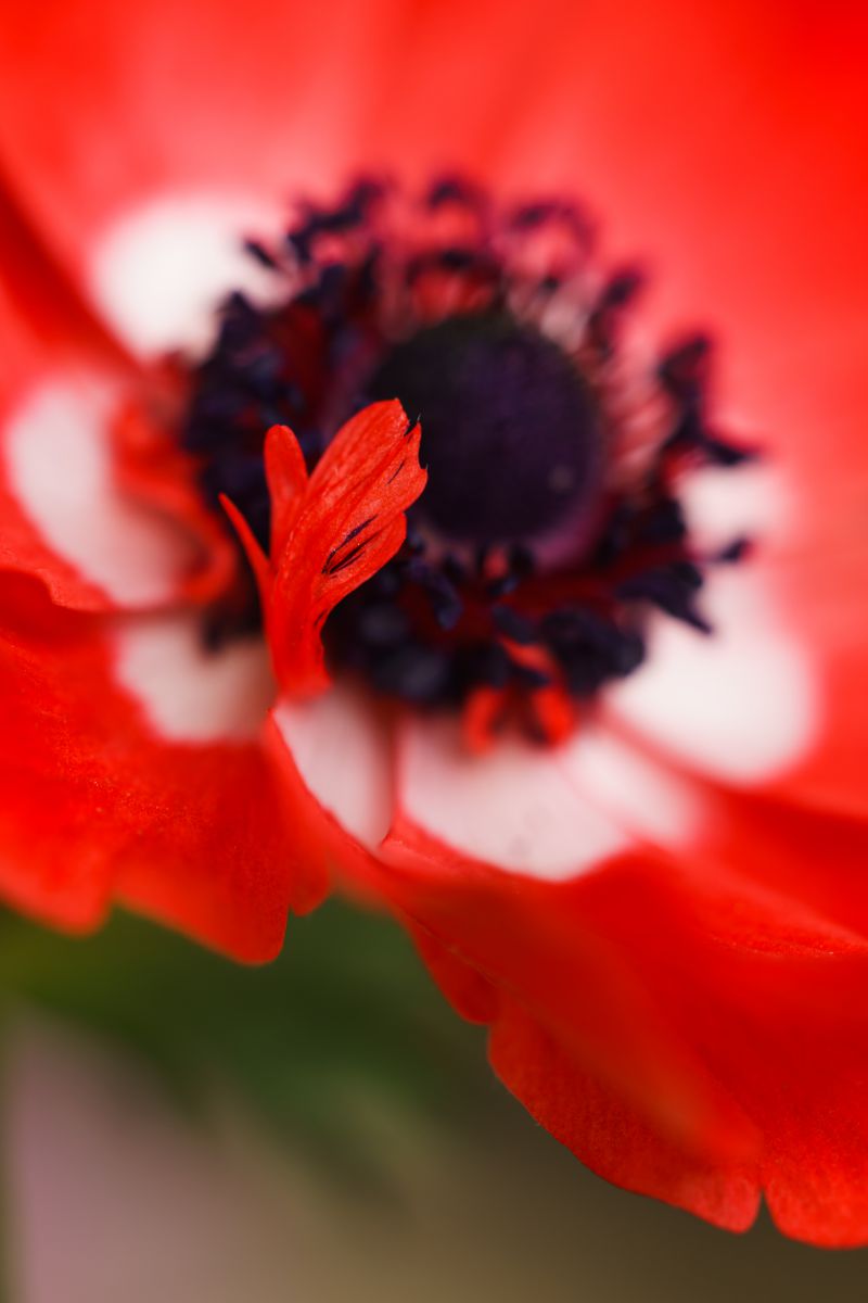 どーも すいません 植物 花 花びら Ganref