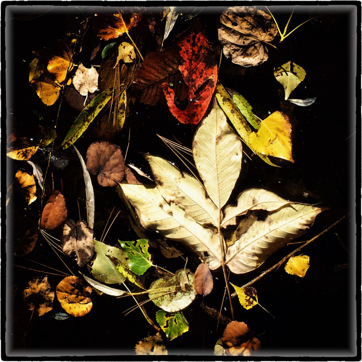 kiyoさんの写真一覧 | GANREF