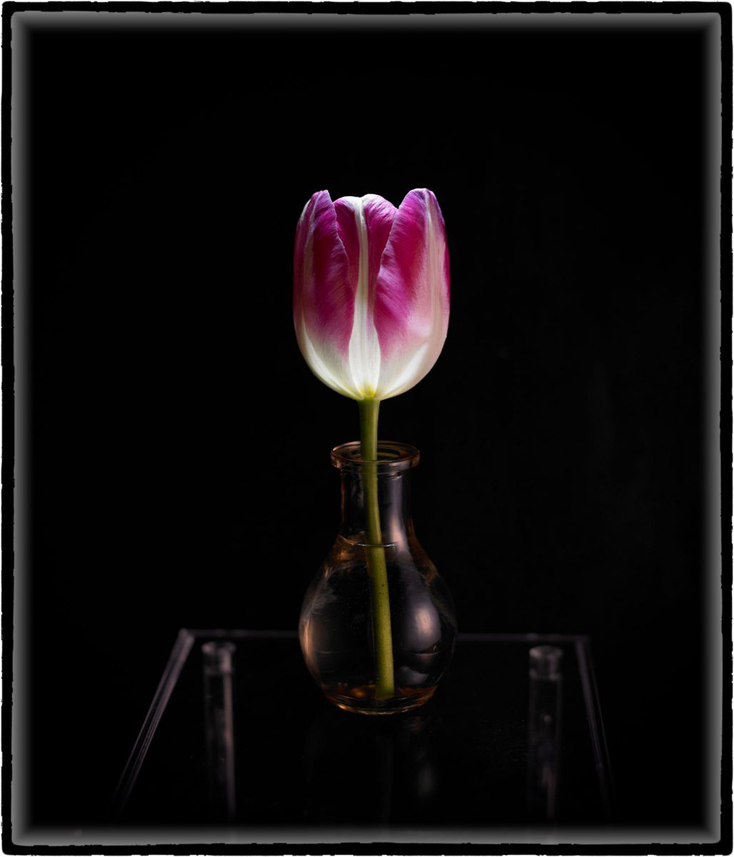 kiyoさんの写真一覧 | GANREF