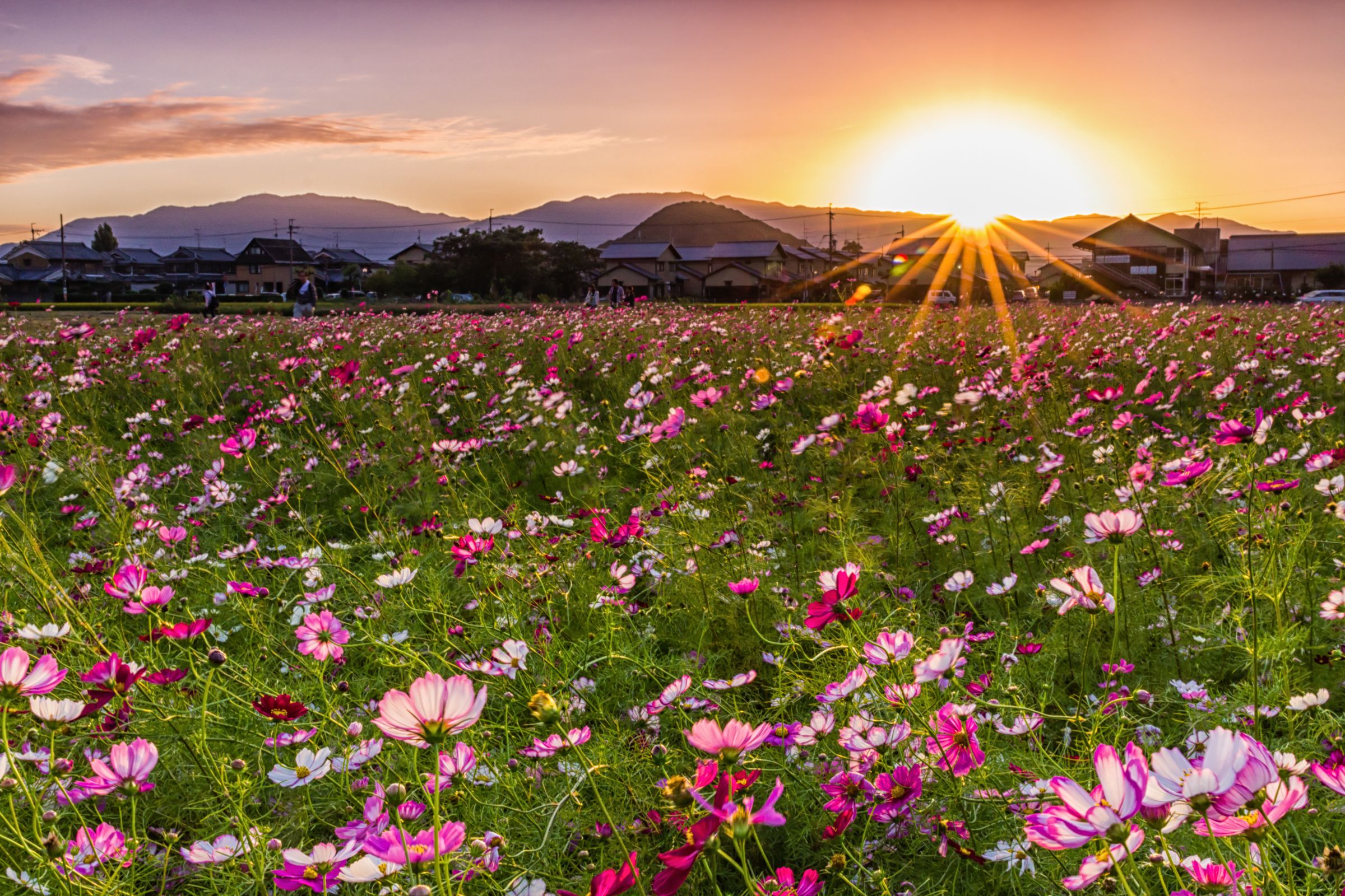 油彩画　「　夕景とコスモス　」　原画　P6号 油彩画 「 夕景とコスモス 」 原画 P6号