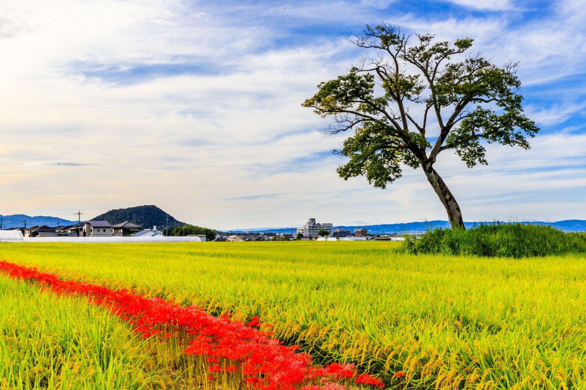 初秋の古宮土壇 | GANREF