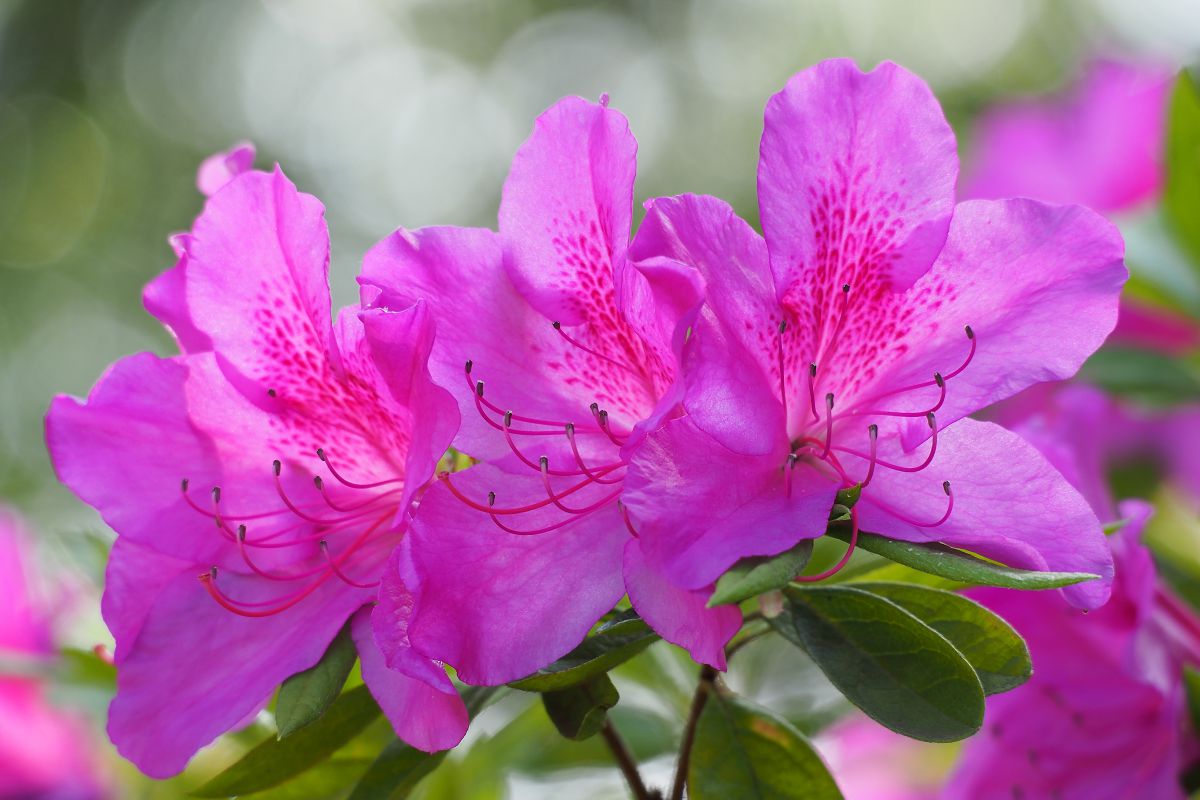 つつじのコーラス 植物 花 花びら Ganref