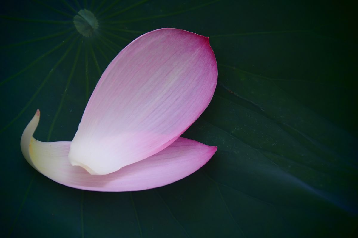 蓮は終わりも美しい 植物 花 花びら Ganref
