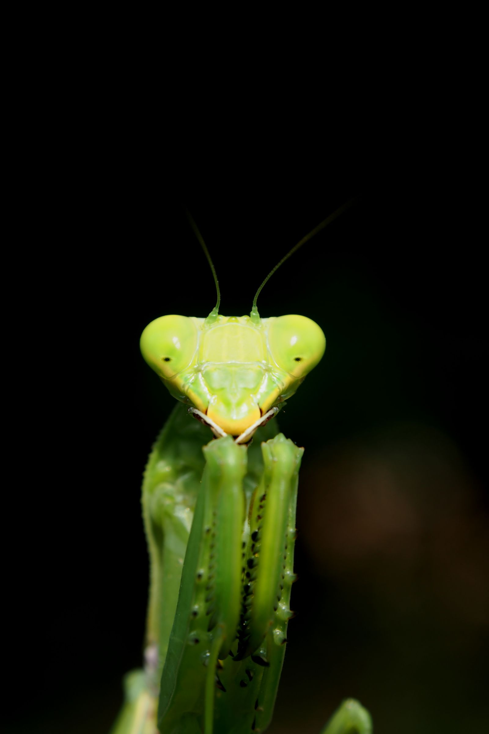 おおかまきり様　ありがとうございます オオカマキリ - Wikipedia