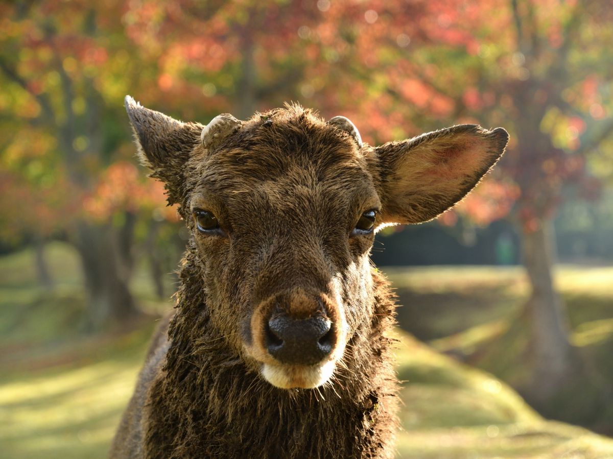 秋の雄鹿 動物 その他の陸の生物 Ganref