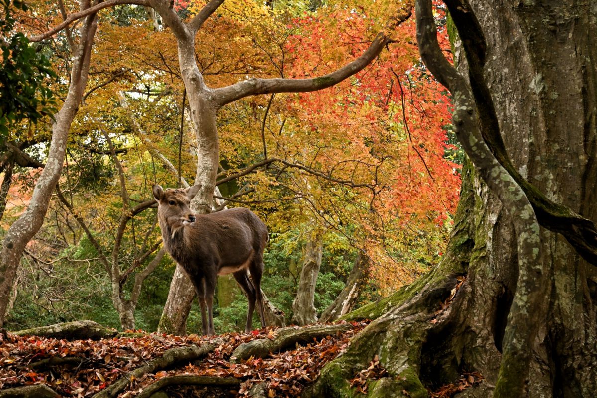 錦秋の森 動物 その他の陸の生物 Ganref