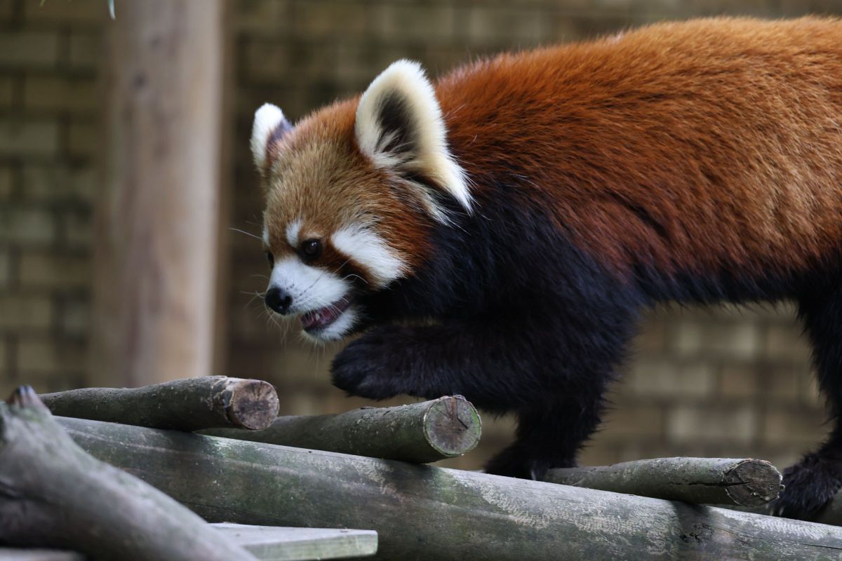【レッサーパンダ】【2点まとめ】 雪が降った日のレッサーパンダ #redpanda #snow #zoo - YouTube
