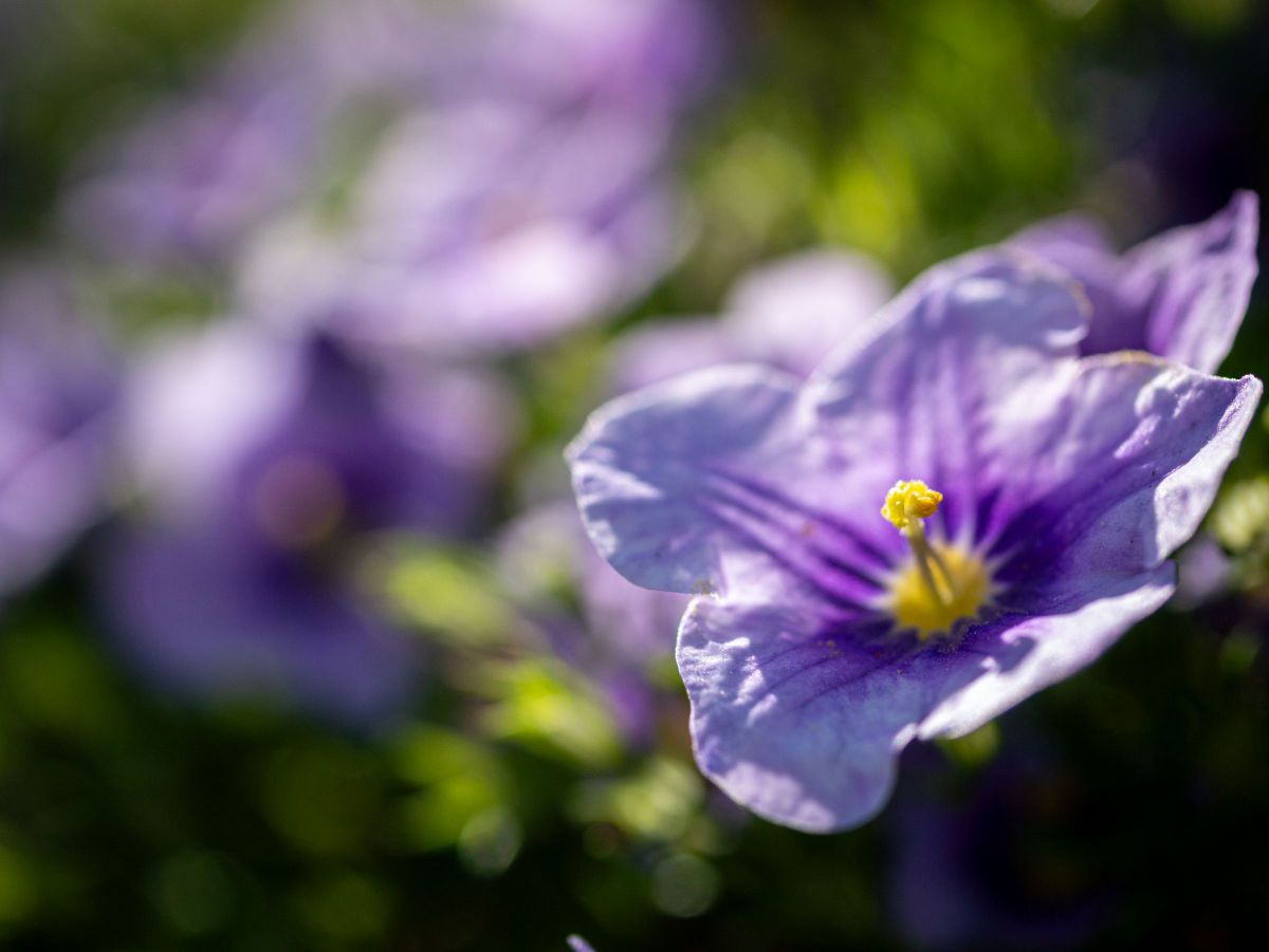 Light Purple | GANREF