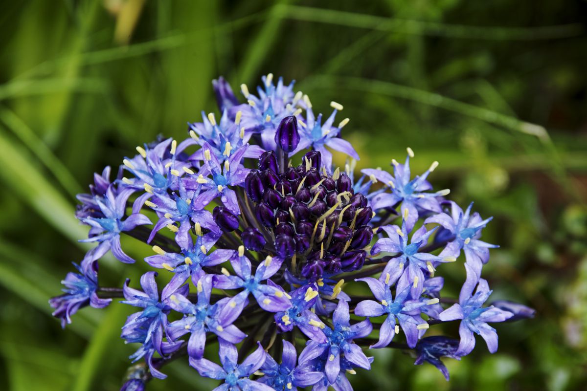 シラーベルビアナ 植物 花 花びら Ganref