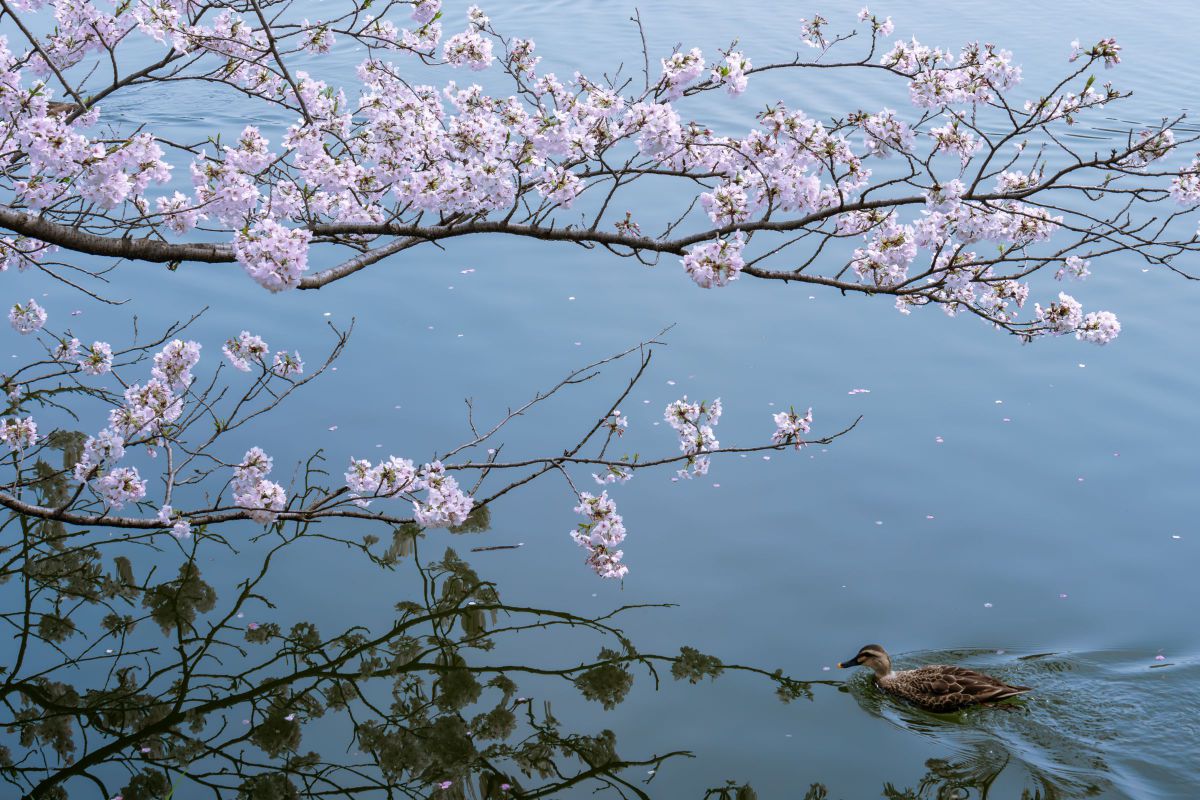 LEICA DG VARIO-ELMARIT 35-100mm / F2.8 / POWER O.I.S.で撮影された 