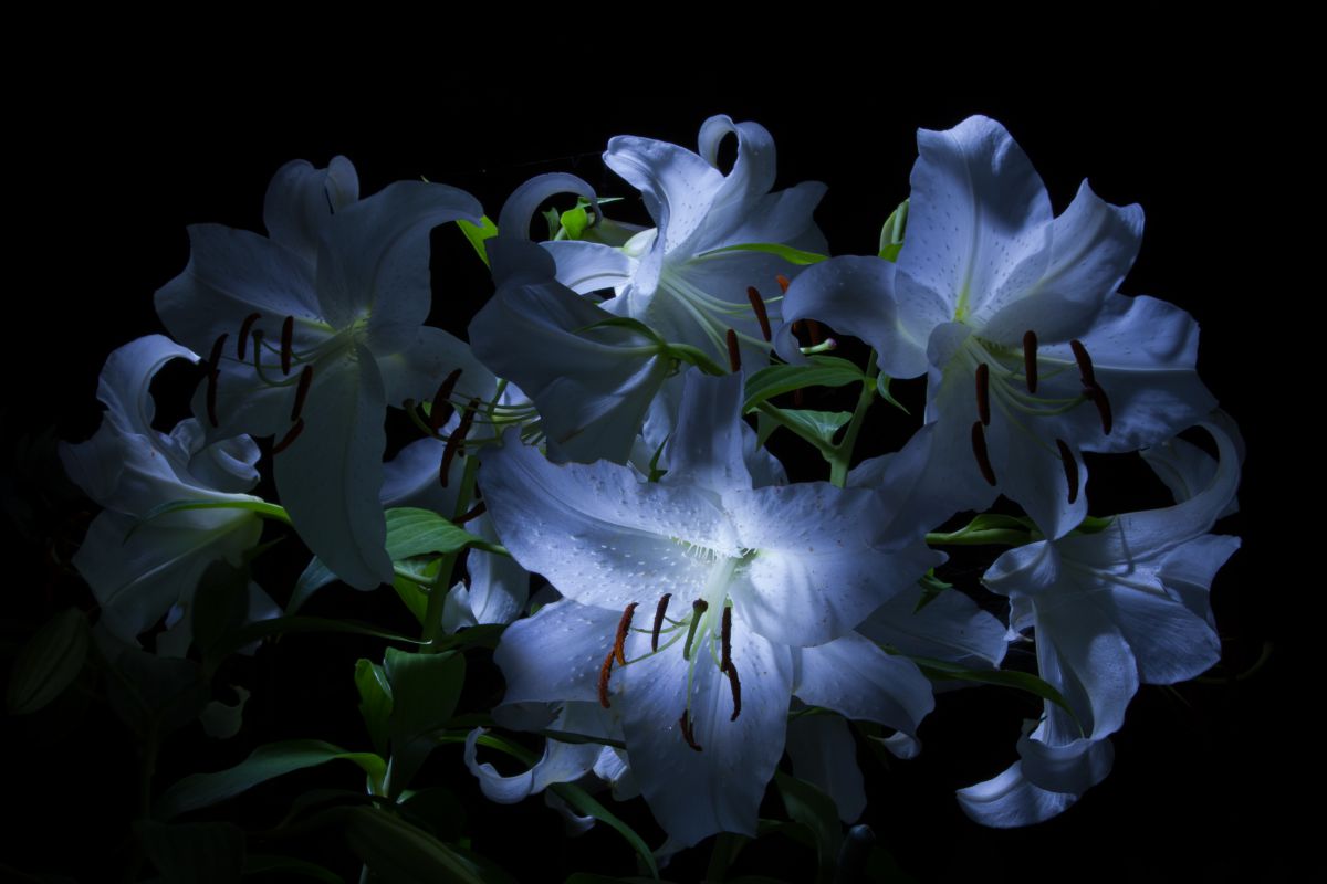 夜のカサブランカ 植物 花 花びら Ganref