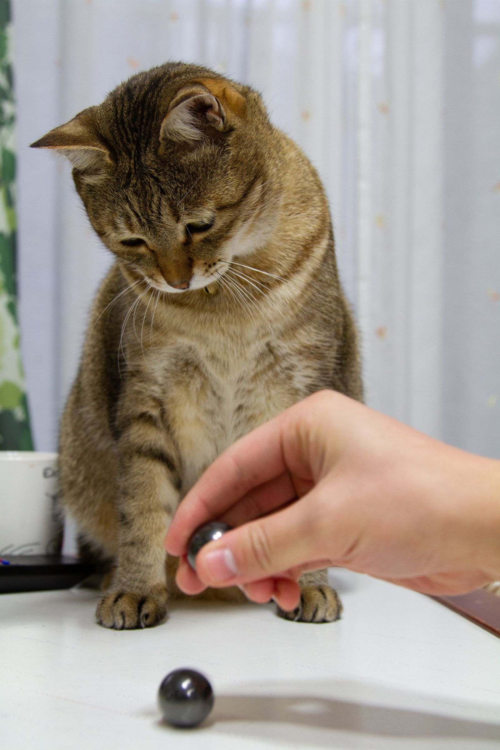 転がるものからは目が離せないんですー | GANREF