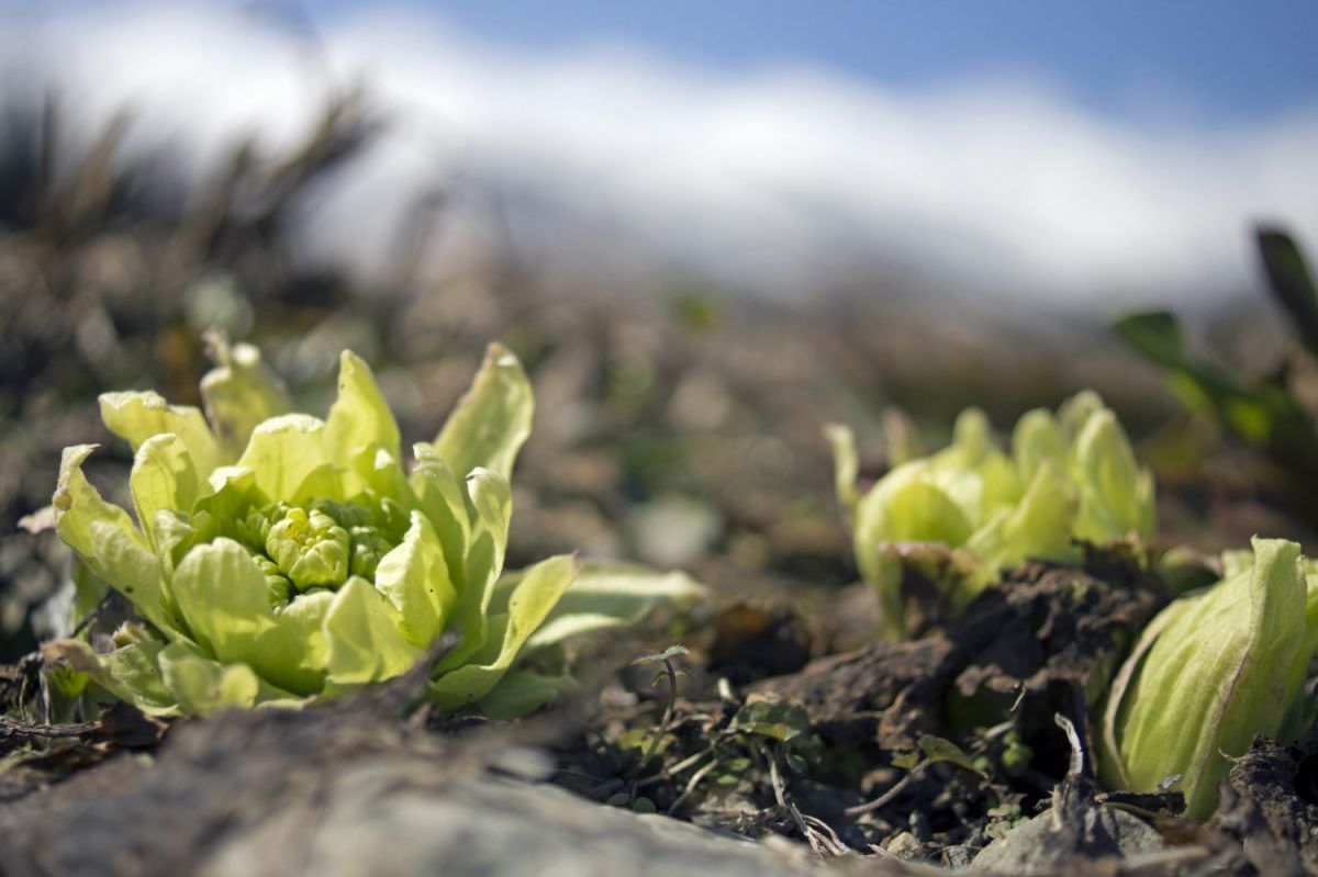 ふきのとう 植物 草 葉 芽 Ganref