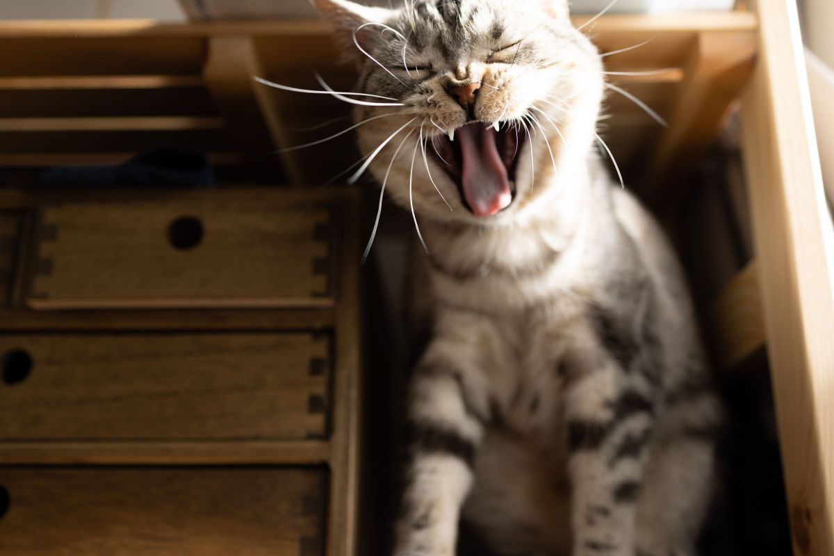 ぶさいく大あくび 動物 猫 Ganref ぶさいく大あくび 動物 猫 Ganref