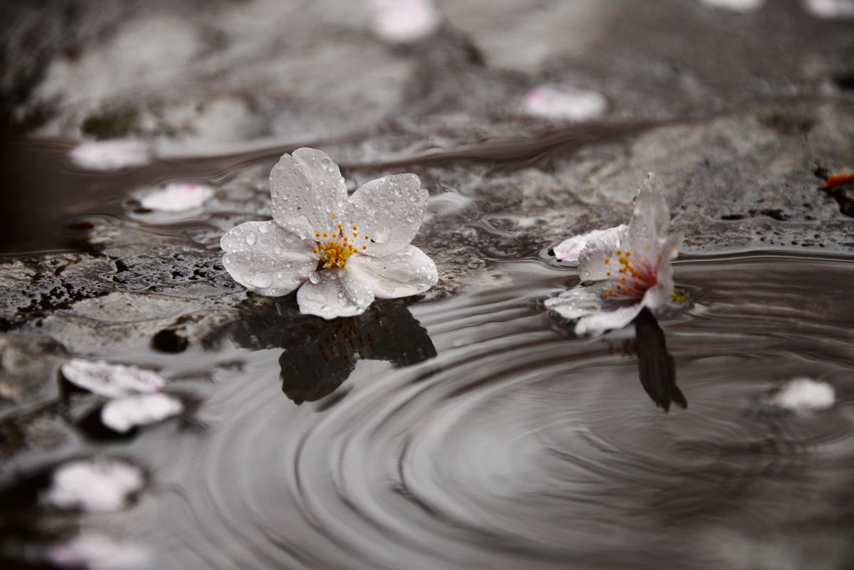 波紋 植物 花 花びら Ganref