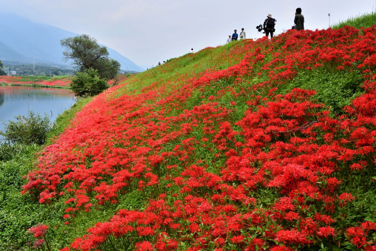 津屋川彼岸花 自然 風景 水辺 Ganref