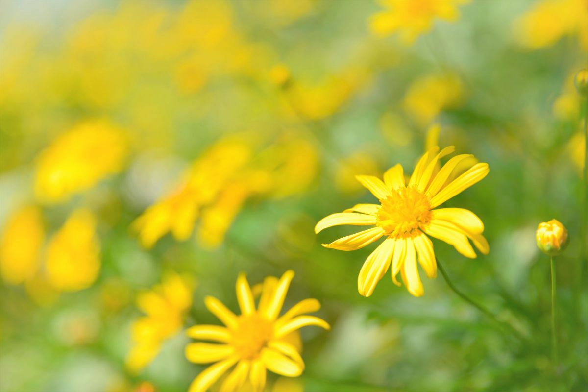 Yellow | GANREF