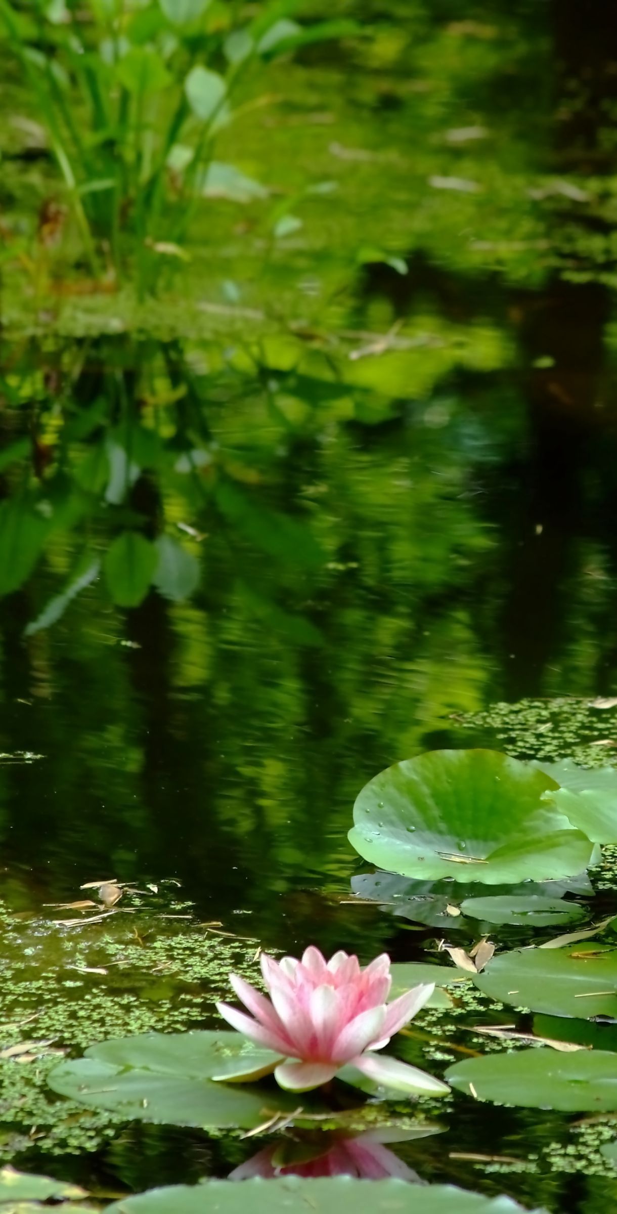 睡蓮屏風絵 | GANREF