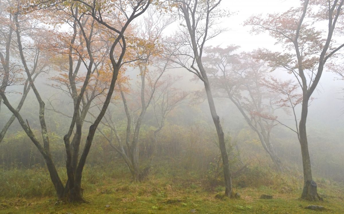 秋霧の木立 自然 風景 森林 Ganref