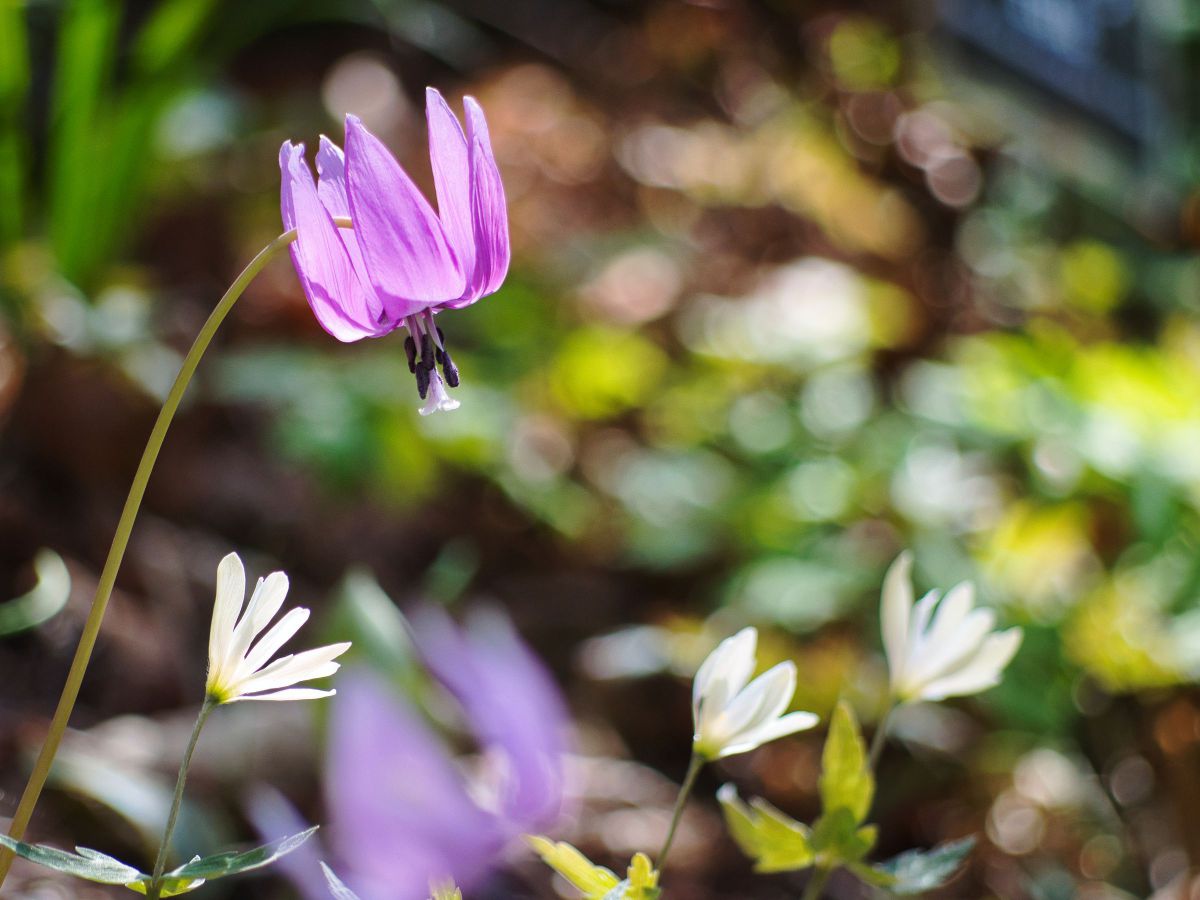 PENTAX K-S1で撮影された写真 | 写真検索 | GANREF